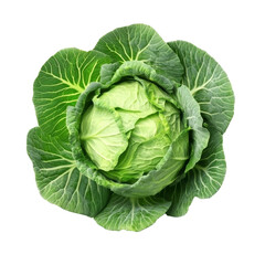 Obraz premium Fresh organic cabbage isolated on a transparent background, showcasing its vibrant green leaves and natural texture, Fresh organic cabbage vegetable isolated on transparent background