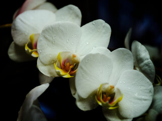 Delicate white orchids with yellow accents glisten with water droplets in a serene indoor garden setting