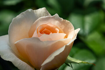 薄いオレンジ色のバラ