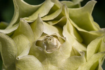 薔薇園に白い薔薇の花が咲いています
