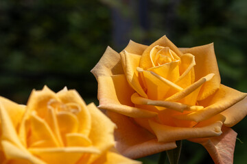 黄色いバラ