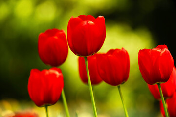 Obraz premium Vibrant red tulips blossom in a lush garden during springtime, showcasing nature's beauty and colors