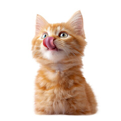 Adorable Ginger Kitten licking its nose, captivating with its sweet expression