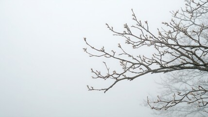 Obraz premium Bare Branches Emerging From Foggy Landscape