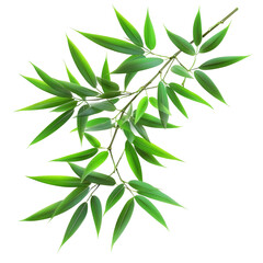 Naklejka premium Bamboo leaves arranged on a transparent background creating a natural, fresh aesthetic, bamboo leaves isolated on transparent background