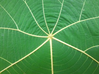 A close-up of a green leaf showing radial yellow veins and detailed texture with concentric patterns.
