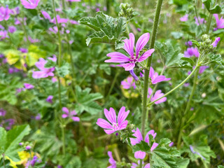 Fototapeta premium Pink wildflowers bloom in urban green space during spring