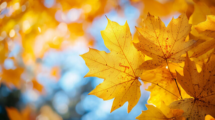 Golden autumn maple leaves glowing in sunlight with a soft, blurred blue and yellow background.