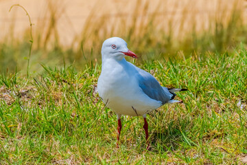 Fototapeta premium Seagull at the seaside