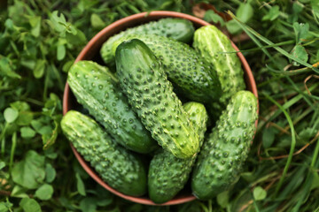 Green organic cucumber harvest in garden. Freshly harvested cucumbers on grass close up. Vegetables background top view