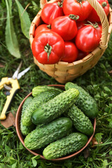 Organic summer cucumber and tomato vegetables harvest in garden. Harvesting cucumbers and tomatoes close up on garden bed