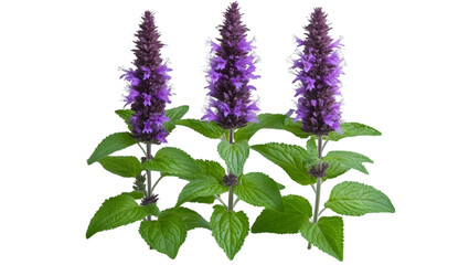 Agastache flower with purple blooms and green leaves