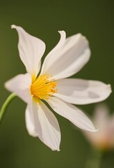 Fototapeta premium close up of a white flower with a yellow center