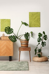 Interior of living room with Monstera houseplants