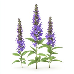 Naklejka premium Three vibrant purple flower spikes against a white background.