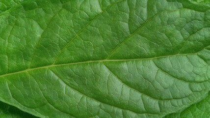 Fototapeta premium Closeup Mint Leaf Texture With Glitter Specks