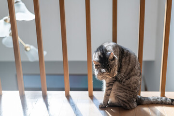 フローリングで毛繕いする可愛い猫　サバトラ猫