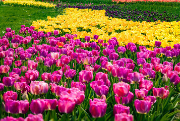 Blooming Tulip Field in Garden Park