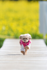 歩道を走る可愛いペットの犬