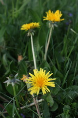 yellow dandelion flower