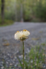 Single dandelion