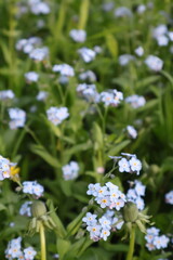 forget me not flowers