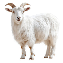Fototapeta premium Majestic white goat portrait showcasing its distinctive horns and fluffy coat isolated
