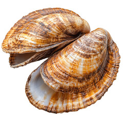 Fototapeta premium Intricate sea shells displaying delicate textures and patterns, marine still life