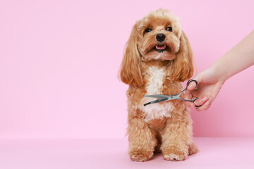 Pet grooming. Woman with scissors and cute dog on pink background, closeup. Space for text