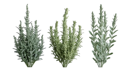 Three silver mound artemisia plant