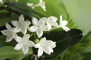 Beautiful jasmine plant with flowers on blurred background, closeup