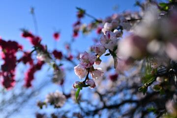 カラフルの咲いた花桃