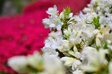 ツツジの花満開