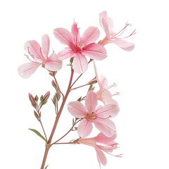 Delicate gaura flowers gracefully displayed on a flat surface against a clean transparent background, gaura flowers, flat, isolated transparent background