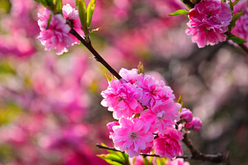 花桃の里のカラフルな花桃