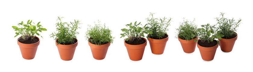 Different aromatic herbs in clay pots isolated on white, set
