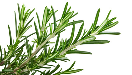 Fototapeta premium Rosemary sprig on Transparent Background