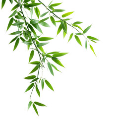 Fototapeta premium Lush green bamboo leaves gracefully extending on a pristine transparent background, creating a serene and calming effect, Green bamboo leaves on transparent background