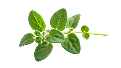 Fototapeta premium Oregano Sprig with Green Leaves