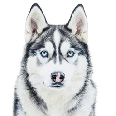 Obraz premium Siberian Husky with striking blue eyes captured against a bright transparent background showcasing its beautiful features, Siberian Husky on transparent background