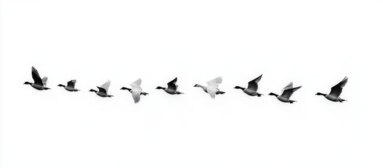 Obraz premium Nine birds flying in a diagonal line against a white sky, alternating between black and white feathers, showing motion and harmony