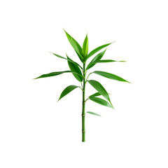 Fototapeta premium Isolated lucky bamboo plant stem with green leaves on black background image on transparent background