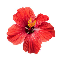 Vibrant red hibiscus flower isolated on a bright transparent background showcasing intricate petal details and structure, hibiscus flower on transparent background