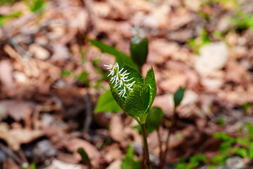 Solitary Spikes of Spring – Chloranthus japonicus in Bloom