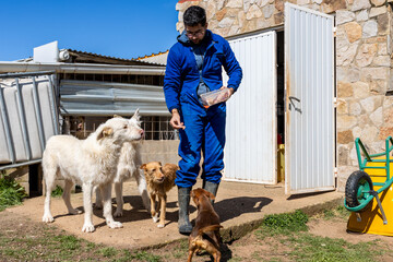 Veterinarian feeding dogs at kennel during sunny day © Ivi - Powerlightss