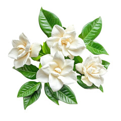 Obraz premium Beautiful gardenia flowers isolated on a transparent background showcasing delicate petals and vibrant green leaves, Gardenia flowers isolated on transparent background