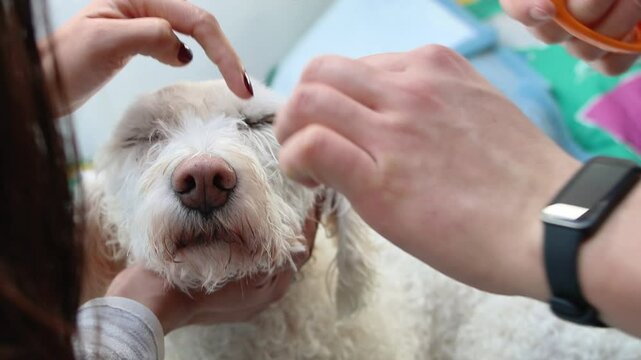 Lagotto romagnolo dog getting a haircut around the eyes