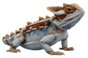 Horned Lizard Reptile  Detailed Closeup Scaly Skin Texture Wildlife Animal Desert Creature