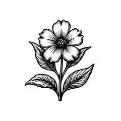 Elegant botanical sketch of a blossoming flower in intricate detail on white backdrop