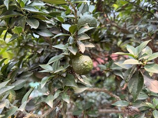 A detailed close-up reveals two unripe green limes hanging from a tree's branches, their bumpy texture accentuated by the diffused natural sunlight filtering through the dense foliage.